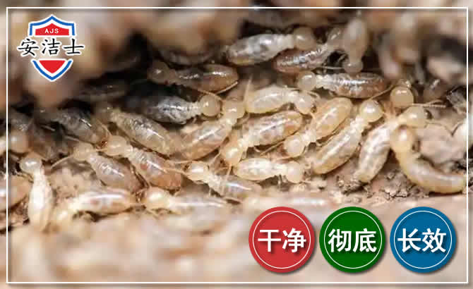 奉贤区白蚁防治