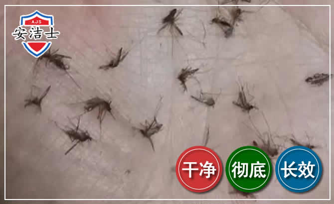 奉贤区蚊子防治-灭蚊