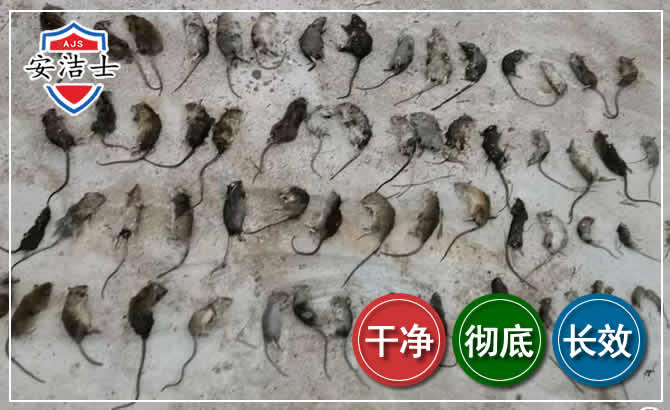 奉贤区鼠害防治-灭鼠