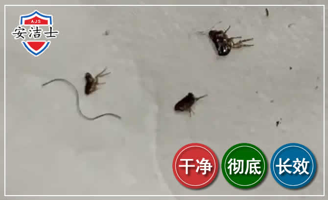 奉贤区跳蚤防治-灭跳蚤